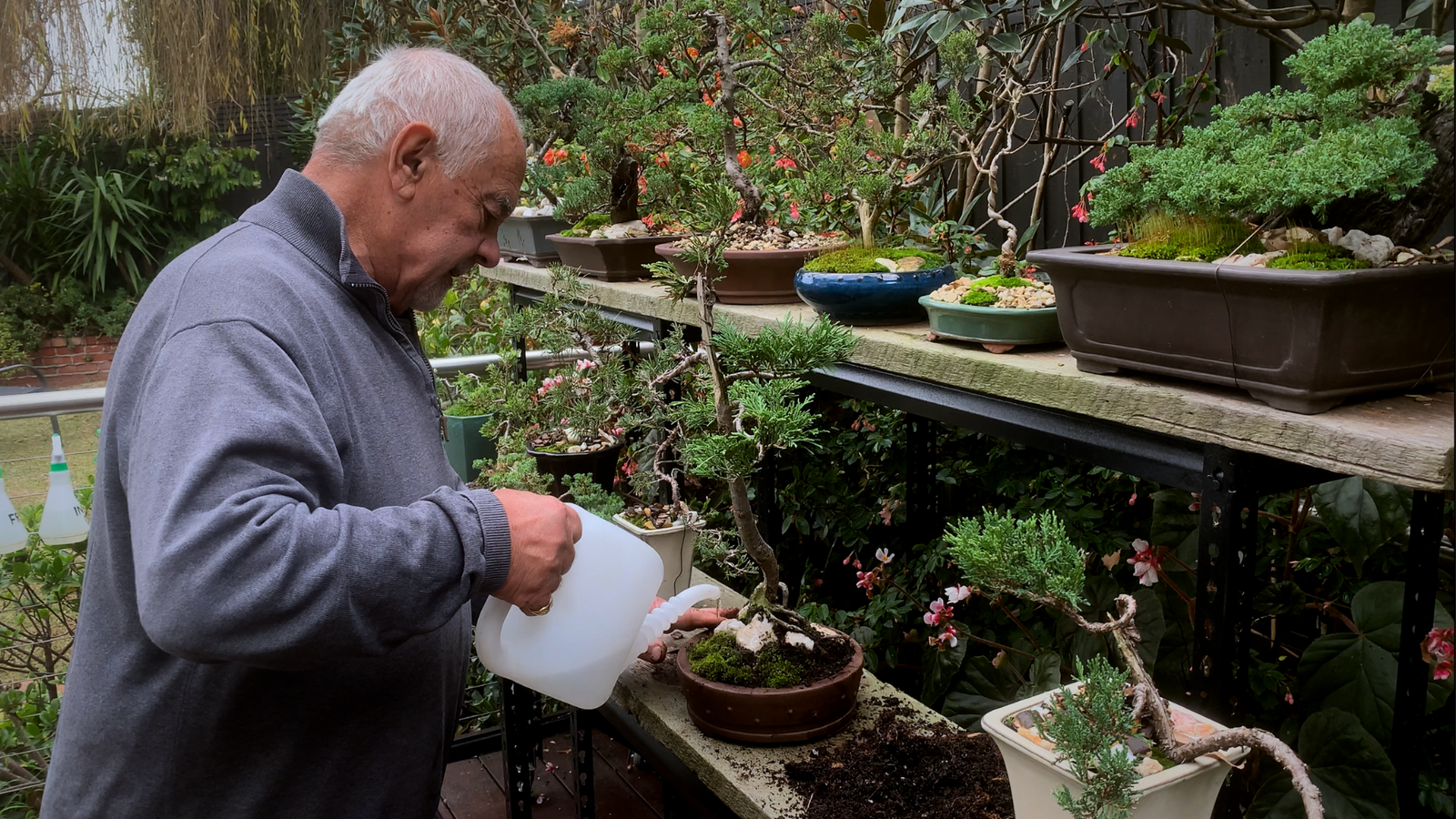 bonsai-still-photo-1