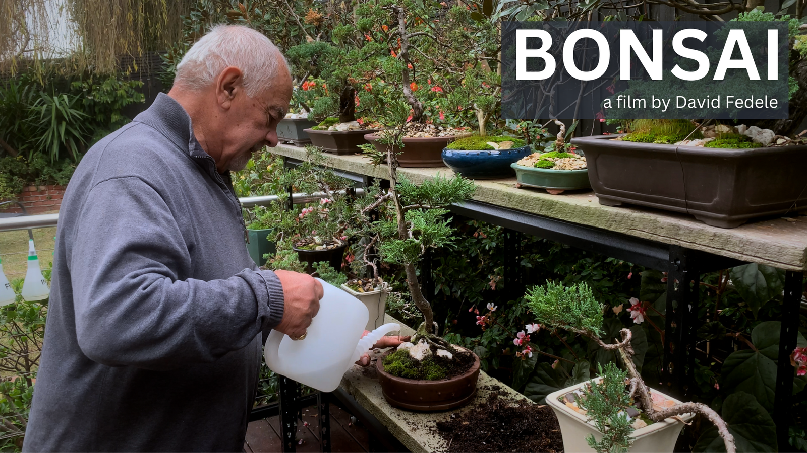 bonsai-thumbnail-larger-title bonsai-thumbnail-larger-title